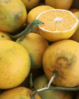 wfyokyga - amciu mniamciu