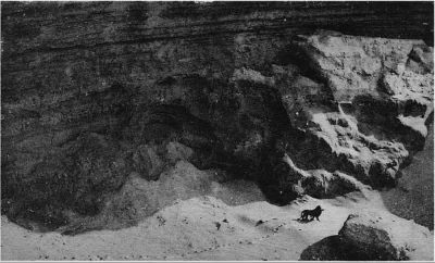 Techguy91 - Ostatnie zdjęcie Lwa Berberyjskiego z 1924 roku. Niedługo później został ...