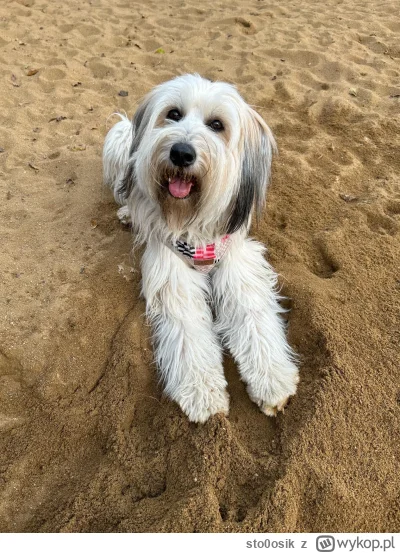 sto0osik - Dzień dobry wszystkim w ten czwartkowy poranek ( ͡° ͜ʖ ͡°) czy Tosia może ...