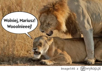 Image546 - #kononowicz #patostreamy #dyskotekowywycieruch