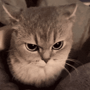 Strigon - Jak mnie jeszcze bardziej normiki wk#rwią to święto zmarłych stanie się ich...