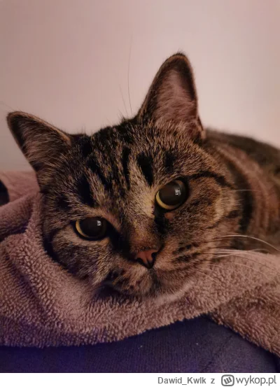 Dawid_Kwlk - Kitka zmęczona idzie spać.

#pokazkota