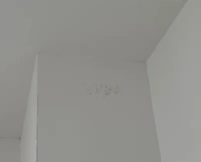 vide77 - Czy grzyb na ściance działowej oddzielającej pomieszczenie od przewodu wenty...