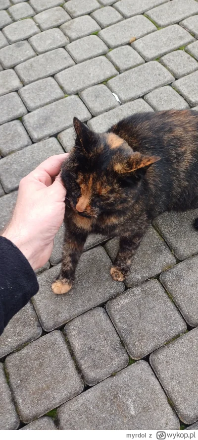 myrdol - Ostatnio na robocie taki kilku mi towarzyszył.