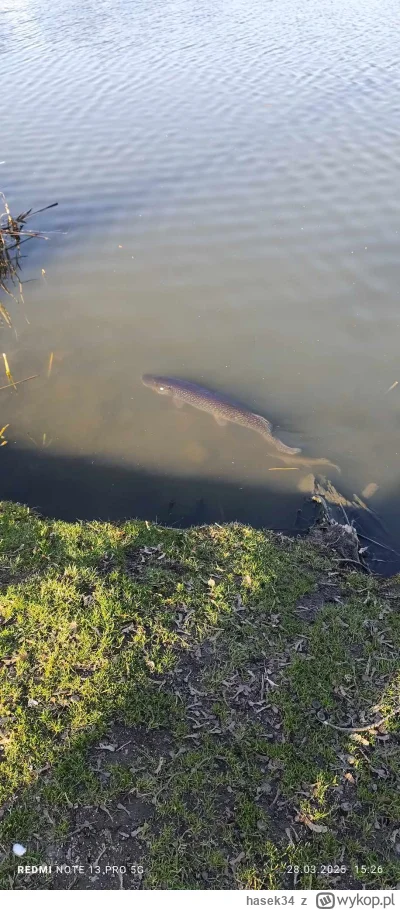 hasek34 - #wedkarstwo taki se szczupaczek ;)