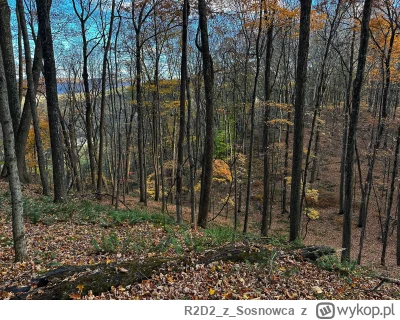R2D2zSosnowca - @R2D2zSosnowca im wyżej tym bardziej brązowo. Fajnie że liście spadaj...