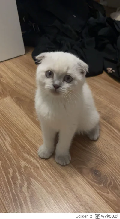 Goijden - #pokazkota #koty świeżo przywieziony do domku (｡◕‿‿◕｡)