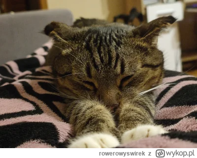 rowerowyswirek - #pokazkota 
Można plusika dla Leona który przez walki z krzesłem zmo...