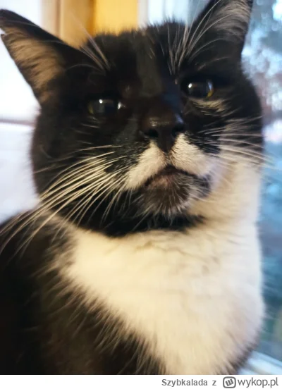 Szybkalada - Saszeta machen ( ͡º ͜ʖ͡º) Gdyby każdy słuchał weterynarzy to producenci ...