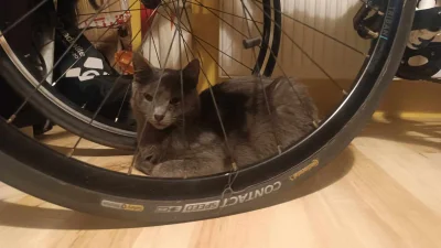 cultofluna - #pokazkota #rower #koty

Pozdrowienia do Więzienia.
Śledź trafił za krat...