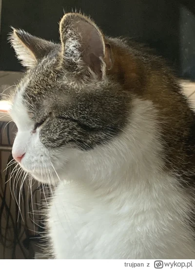 trujpan - #pokazkota #koty Poranny chill