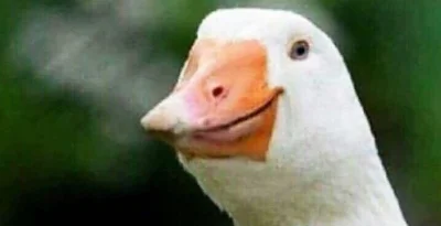 bylem_zielonko - @Angmac: "kiedy widzisz, że twoje memy są repostowane i czujesz się ...