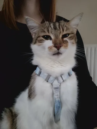 wybryk_natury - Pan kot
#pokazkota #brunofanclub