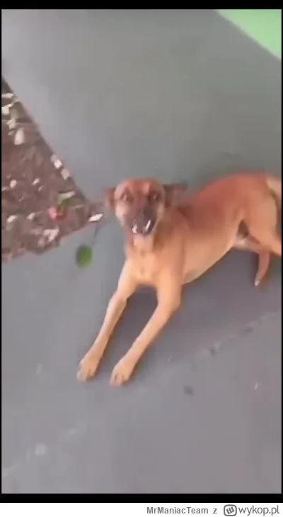 MrManiacTeam - @SonidoStark: A ja mam nawet z obrazem.