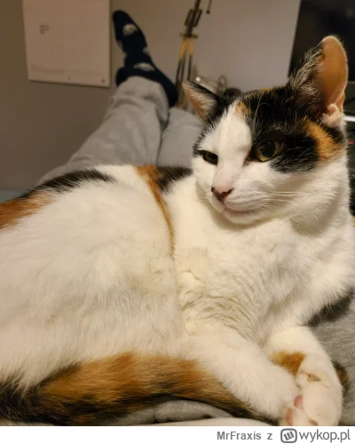 MrFraxis - Kurcze dawno nas nie było więc szybko się meldujemy!
15 i pół roku z nami ...