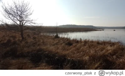 czerwony_ptak - Zrobiłem sobie wolne w pracy i poszedłem w krzaki bagienne
#spierdotr...