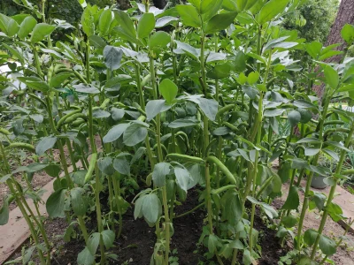 Krupier - Raport z działki. Z d--y ten sezon póki co. 

Bóber zawiązuje owoce. Jedno ...