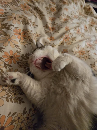 Solsith - @vateras131: nie oddamᕙ(⇀‸↼‶)ᕗ