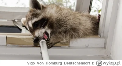 VigoVonHomburgDeutschendorf - - Halo! Uuu uuu!_
#szopeknadzis