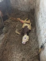 kominZblachy - Odebrałem dziś poród bo mnie prosiła ciocia lvl 70+
Czy można mnie naz...