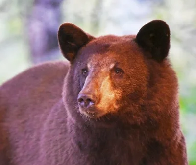 dodi-lukebakio - #f1 #codziennyolliebearman

Majestatyczny Misiu.