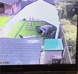 wfyokyga - Starego pijanego porwało