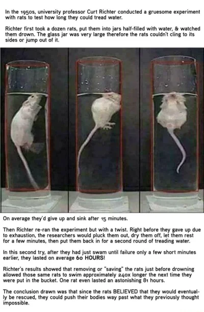PfefferWerfer - @mati1990: Jak ten eksperyment ze szczurem pływającym w wiadrze. Ten ...