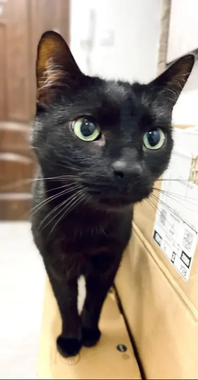 themindcrusherHS - Cześć mircy i mirabelcy! Przychodzę z prośbą o poradę, może ktoś z...