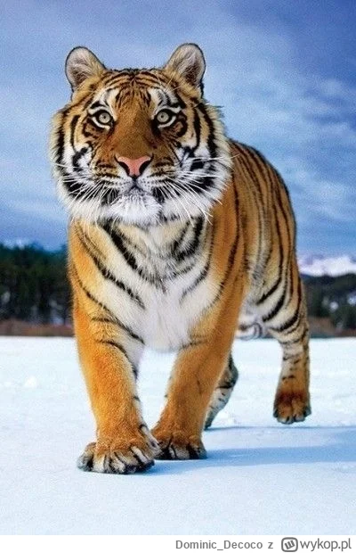 Dominic_Decoco - @jelonek28: Wystarczy zabawa z takim kitku