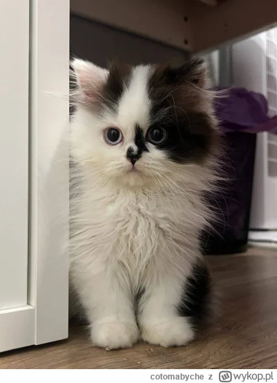 cotomabyche - #koty 
Nowy ziomeczek