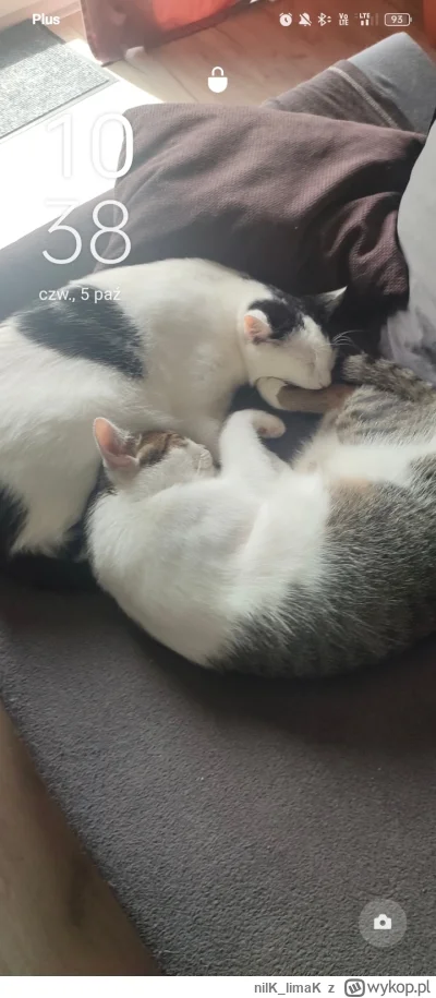 nilK_limaK - @mocarnyknur ODDAWAJ MI KITKU (╯°□°）╯︵ ┻━┻