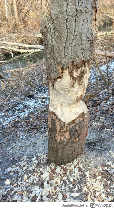 DigitalPasztet - gdzie te bobry nigdy nie spotkałem