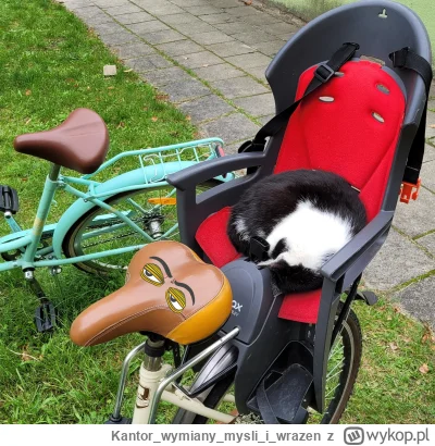 Kantorwymianymysliiwrazen - @fakt22: przed nim nosacz też z przypadku.☝️