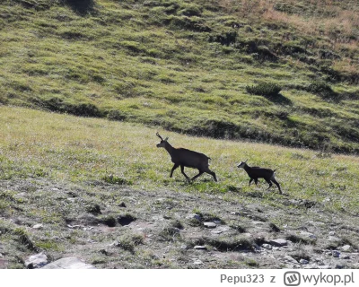 Pepu323 - No elo, jemy szukamy drugiego śniadania #tatry #gory