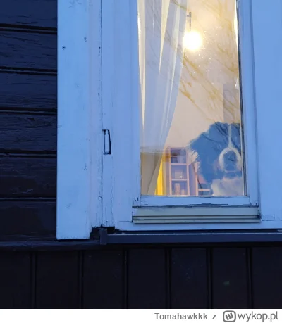 Tomahawkkk - Nawiedził was pies w oknie, daj plusa a będziesz miał dobry tydzień ( ͡º...