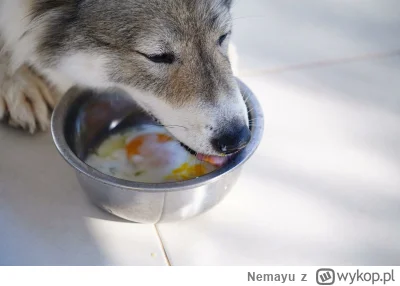 Nemayu - Gdyby ludzie byli jajorodni, to powstałby dodatkowy dylemat moralny do rozwa...