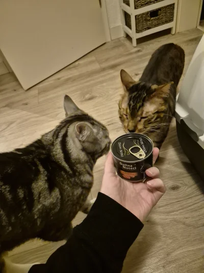 Lujdziarski - #pokazkota #dziarskikacperek Kolejna karma na testy, ale dużo nie dosta...