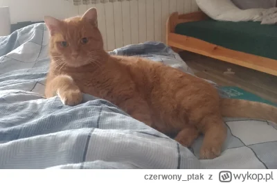 czerwony_ptak - Tak człowiek, położyłem się na tobie i teraz nie możesz się ruszyć 
#...