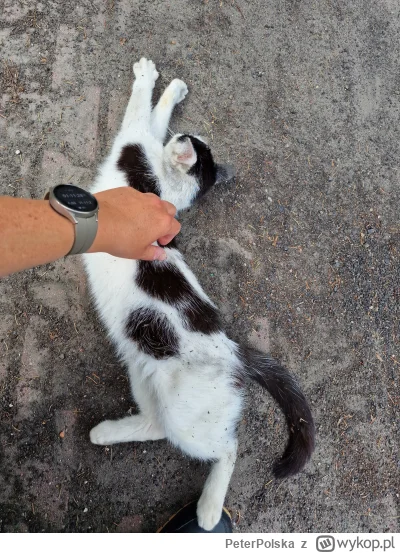 PeterPolska - #koty Widzę kota, głaszcze i robie fotki. Mechanizm jest prosty.