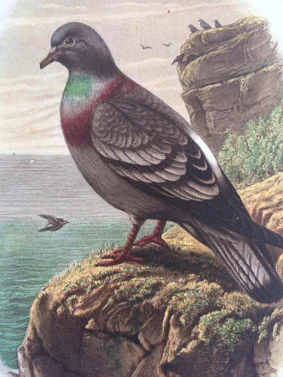 Corvus_Frugilagus