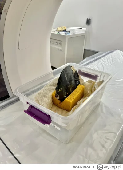 WielkiNos - Gdyby ktoś był ciekawy jak wygląda tomografia komputerowa ryby to proszę....