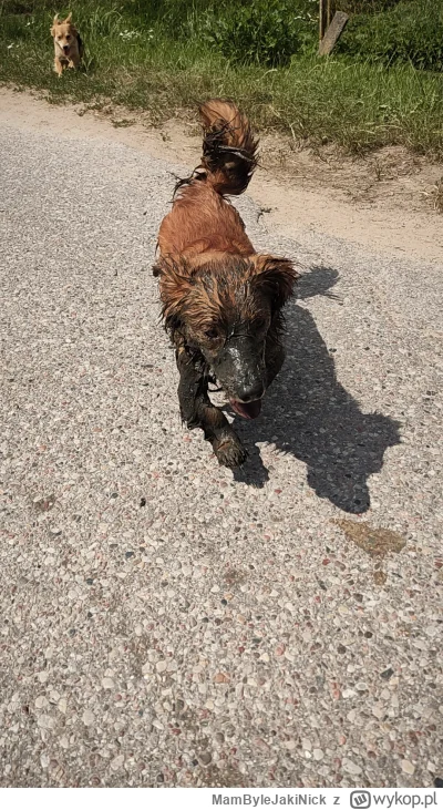 MamByleJakiNick - Czy szczęśliwy pies oznacza szczęśliwego właściciela? ( ͡° ͜ʖ ͡°)

...