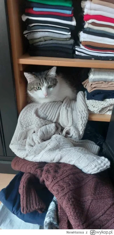 NewHansa - #kotkizprzypadku #koty 
Gigantyczny mól zalągł się w szafie.. nie wiem co ...