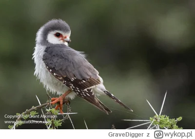 GraveDigger - Sokilik czerwonooki,Pygmy falcon (Polihierax semitorquatus). 
https://p...
