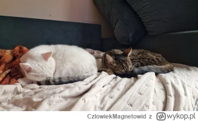 CzlowiekMagnetowid - Kotki kotki
#pokazkota #koty