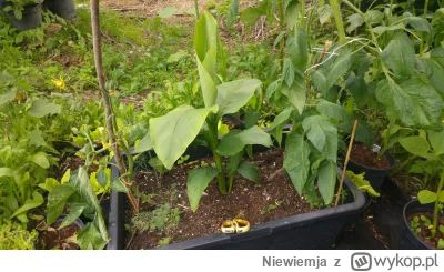 Niewiemja - Bananowiec Basjoo po dwóch miesiącach od wsadzenia malutkiej sadzonki ( ͡...