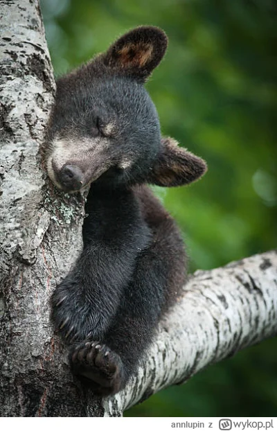 annlupin - cza do spania dobranoc albo miłego dnia dla was