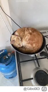 GibolXD - @Symmachus: podzielił los championa (╥﹏╥)