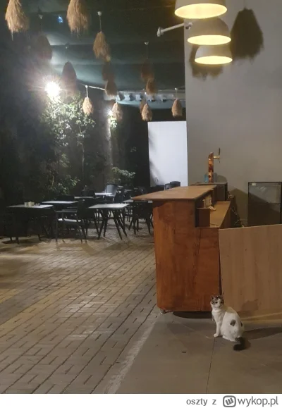 oszty - Kiedy jedziesz wakacje do #turcja a tam #przypalonykot (｡◕‿‿◕｡)
#kot #heheszk...