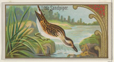 Loskamilos1 - Little sandpiper, ptaszek z kolejnej serii kart wydanej w USA w roku 18...